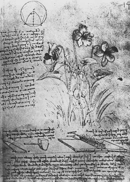 Studies of Violas (Viola odorata and Viola canina), fol. 14r from Manuscript B, c.1487-90 (pen and i de Leonardo da Vinci