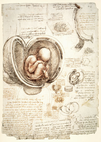 The Human Foetus in the Womb, facsimile copy  & de Leonardo da Vinci