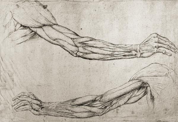 Study of Arms (pen & ink on paper) de Leonardo da Vinci
