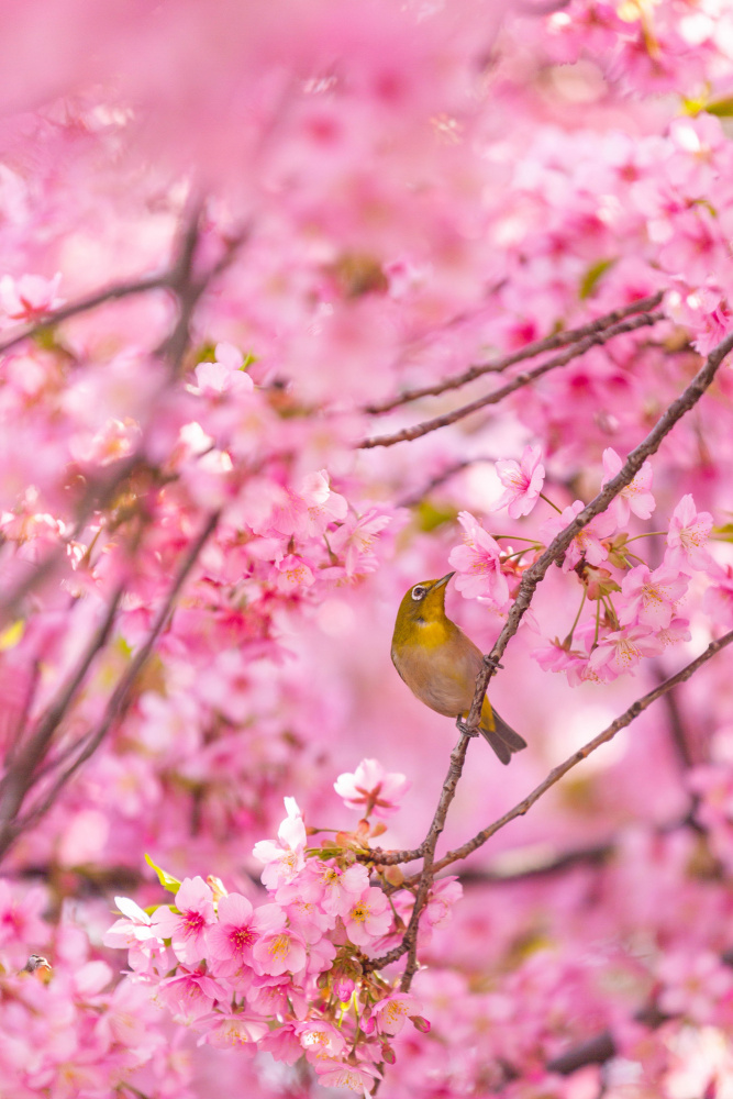 cherry blossoms and bird de LIANG CHEN