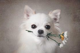 Chihuahua with flowers