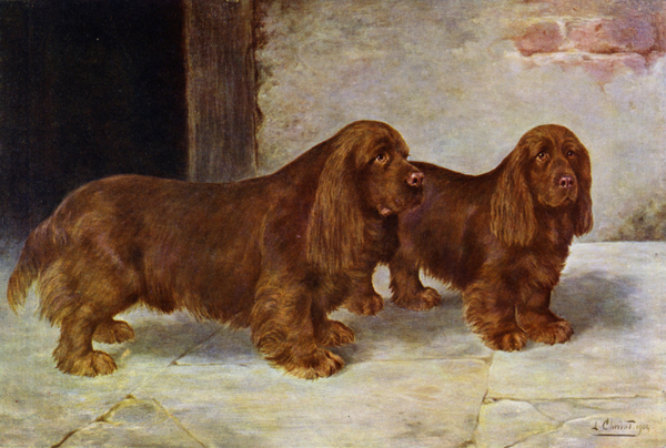 The Sussex Spaniels, Champion Rosehill Rock and Champion Rosehill Rag de Lilian Cheviot
