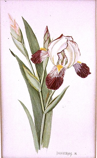 Botanical Iris, 1996 (w/c on paper)  de Lillian  Delevoryas