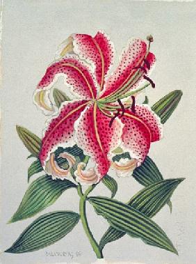 Botanical Lily, 1996 (w/c on paper) 
