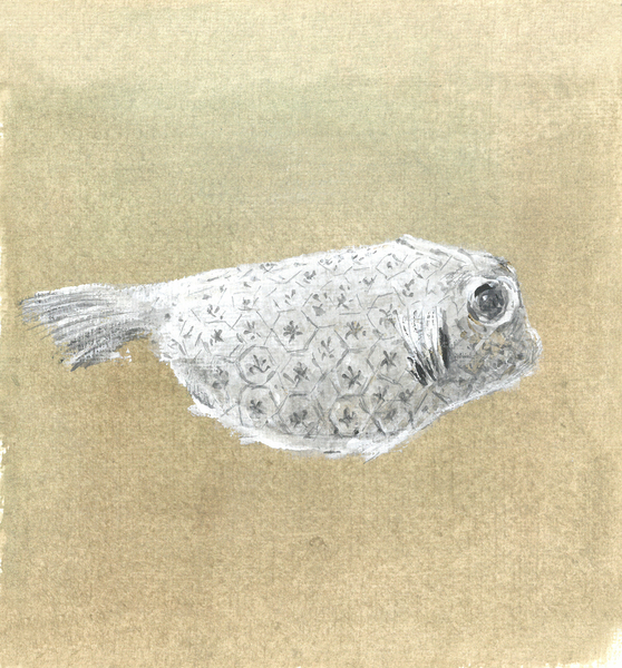 Box Fish, Sri Lanka de Lincoln  Seligman