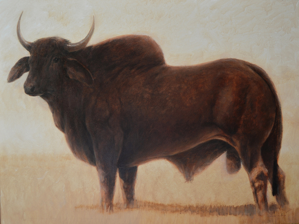 Brahmin Bull de Lincoln  Seligman