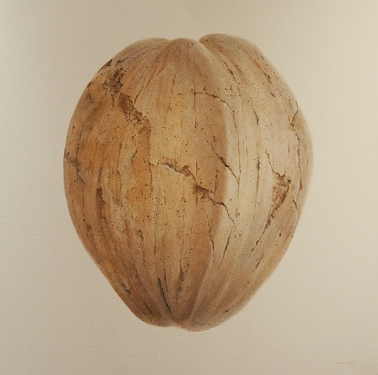 Coconut, Sri Lanka de Lincoln  Seligman