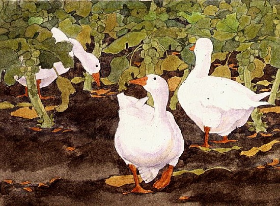 Geese in the Sprouts de Linda  Benton