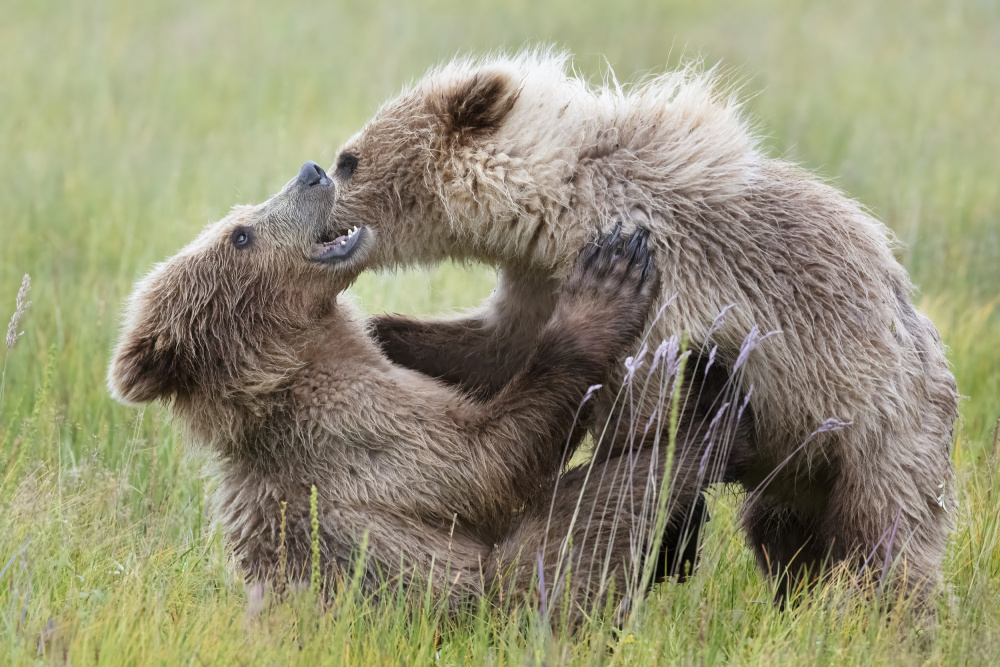 Bear Cubs Playing de Linda D Lester