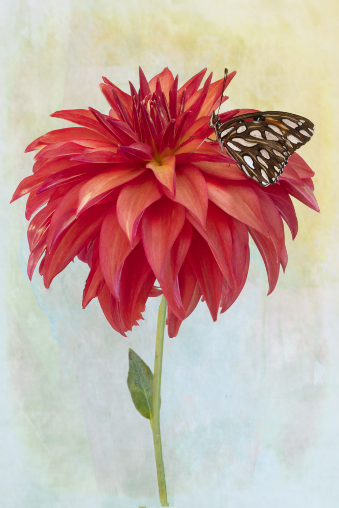Dahlia Bloom and a Butterfly de Linda D Lester
