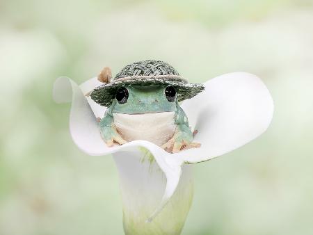 Whites Tree Frog Dressed to Go Out