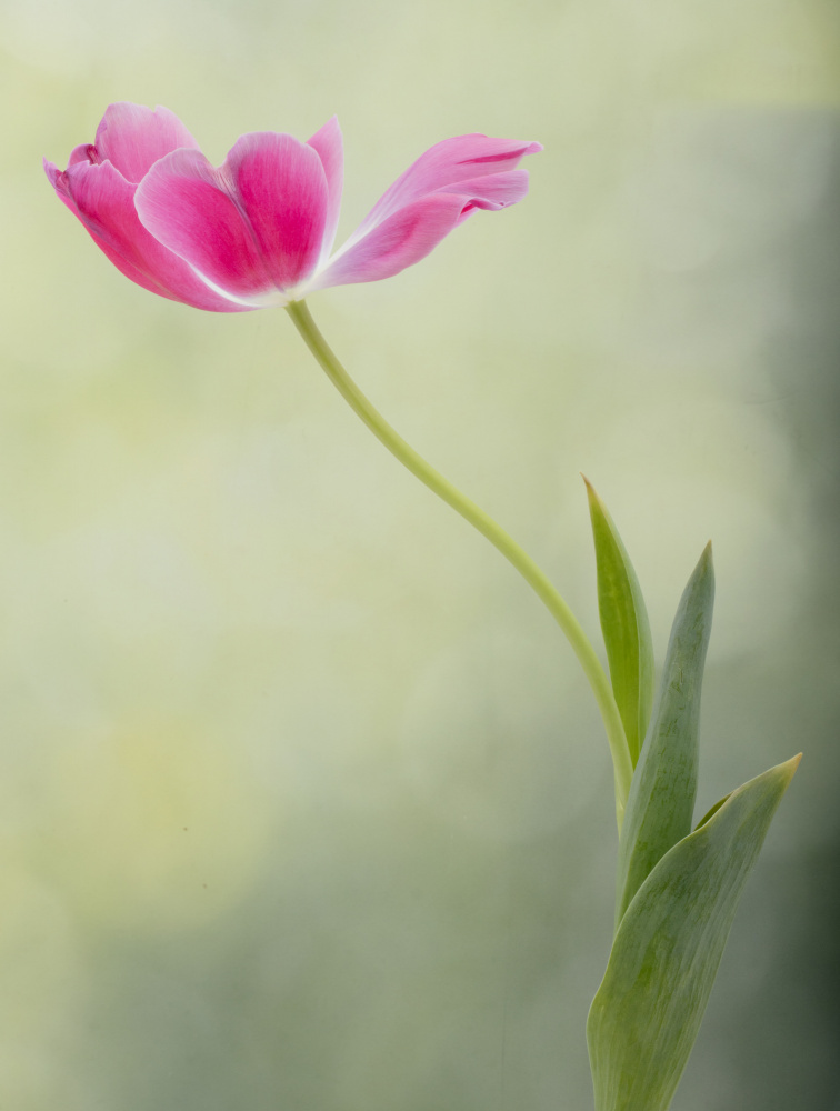 Spring Tulip de Linda D Lester