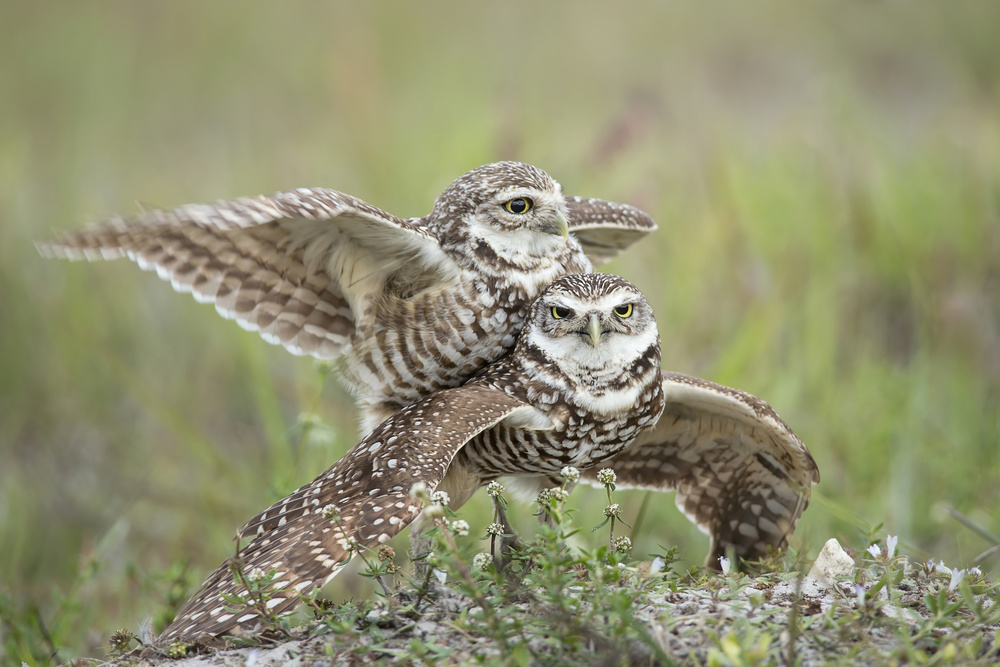 Burrowing Owls Love de Linda D Lester
