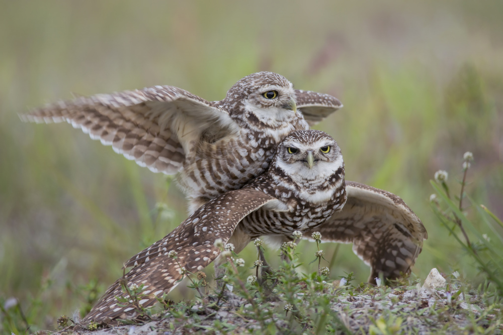 Burrowing Owl Love de Linda D Lester