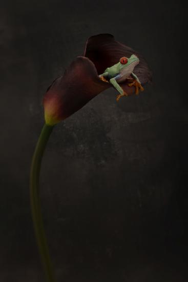Portrait of a Red Eyed Tree Frog