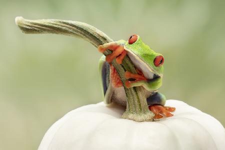 Red Eyed Tree Frog on a White Pumpkin