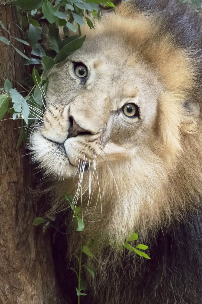 Such a Handsome Male Lion de Linda D Lester