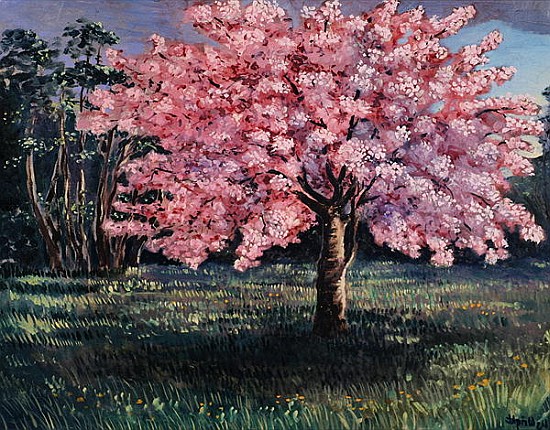 Pink Blossom, 1994 (oil on board)  de Liz  Wright
