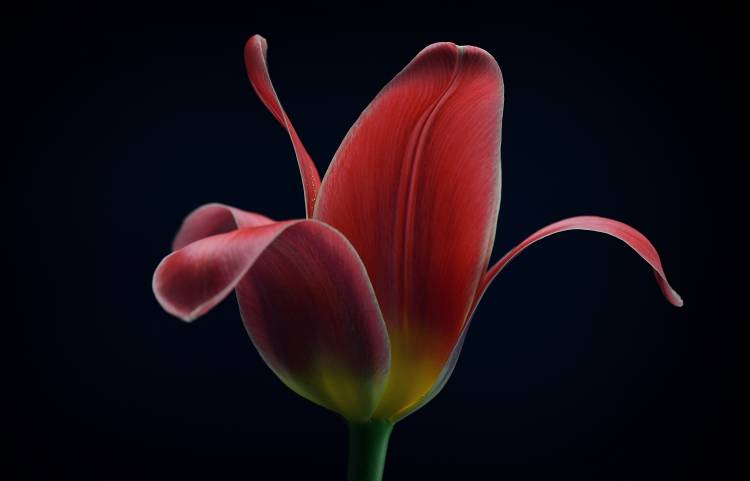 First Tulip de Lotte Gronkjaer