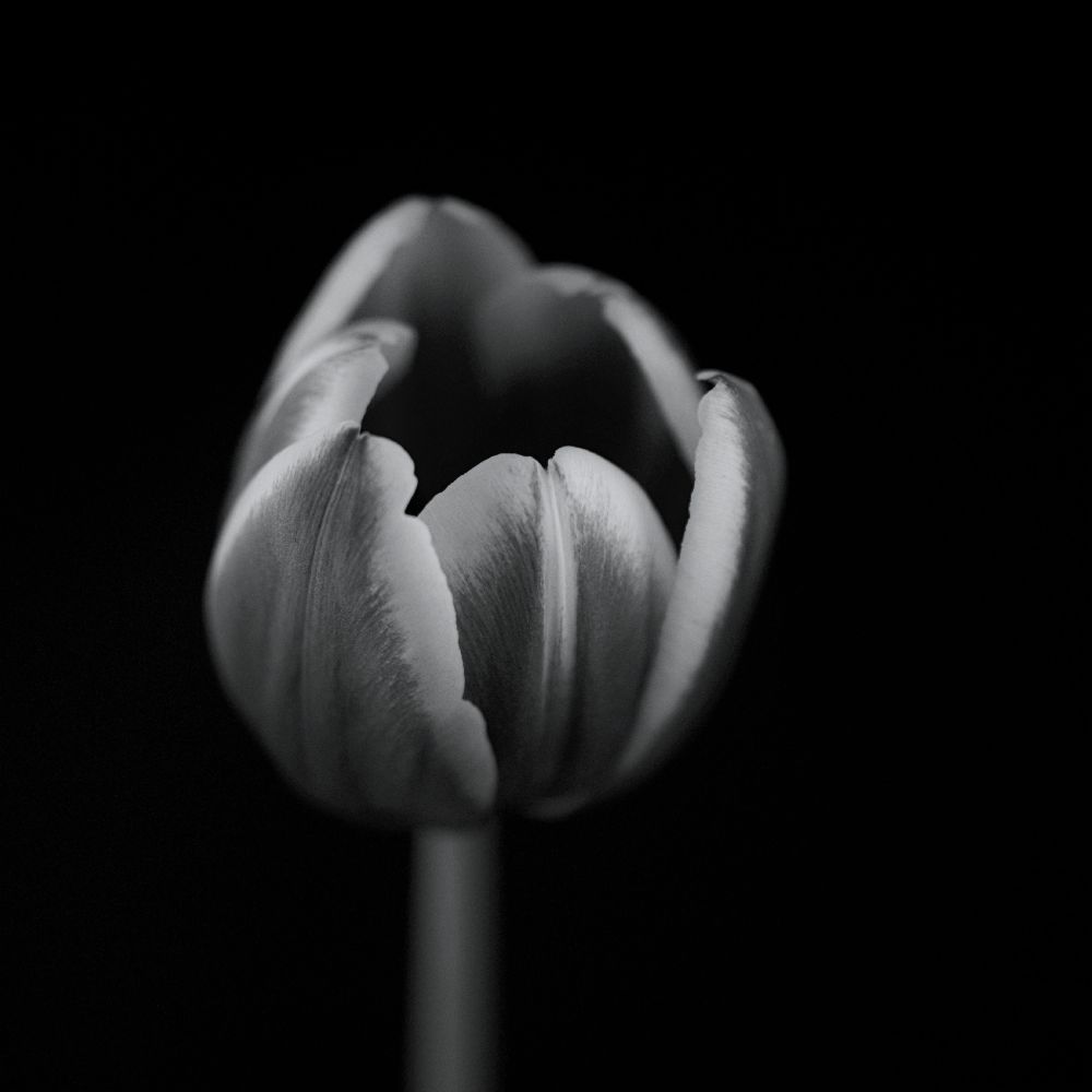 Tulip in mono de Lotte Gronkjaer