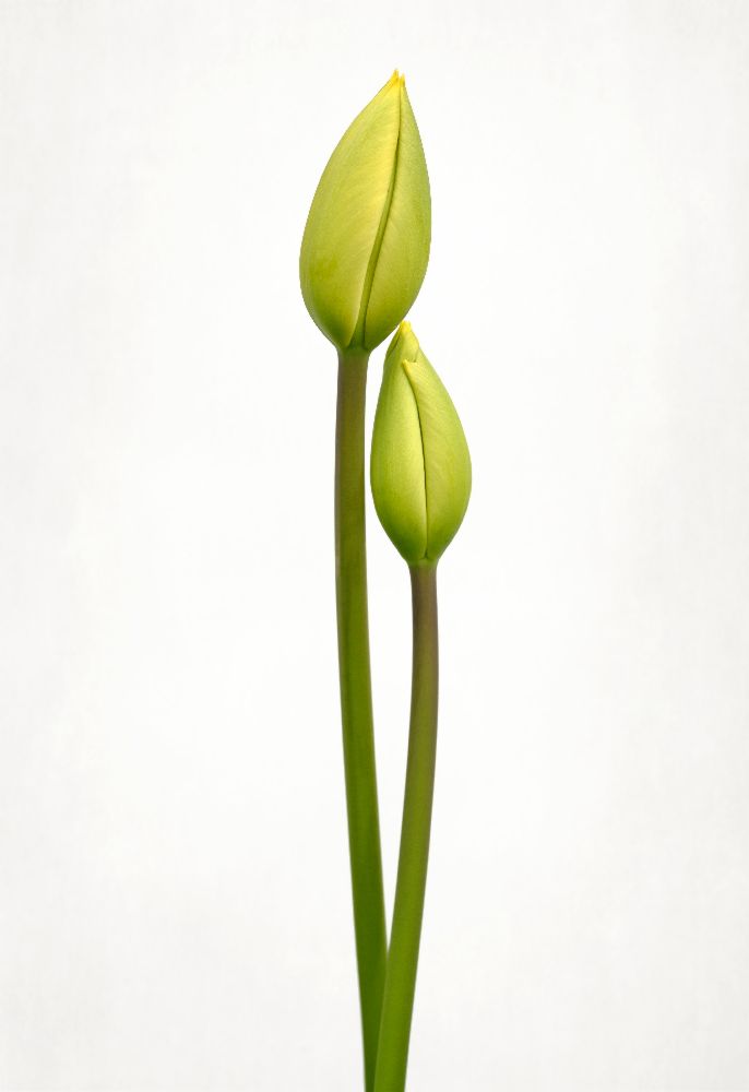 Tulip time de Lotte Gronkjaer