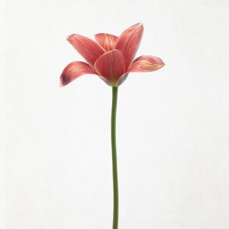 Long stemmed tulip