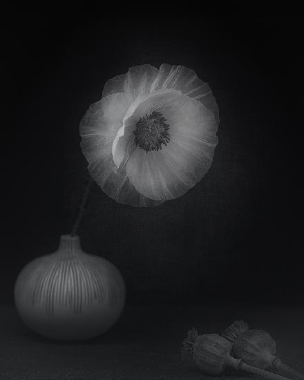 Poppies &amp; vase