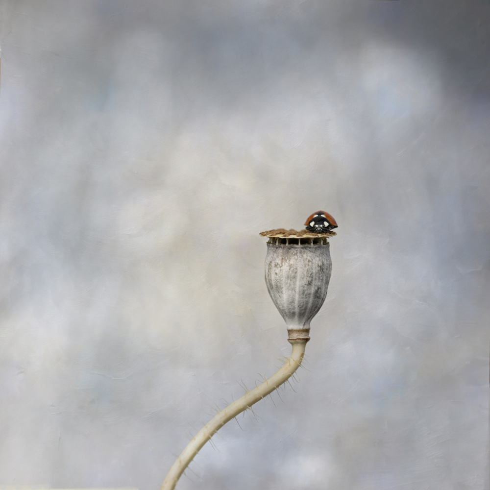 Poppy pod &amp; ladybird de Lotte Grønkjær