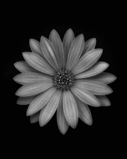 Osteospermum