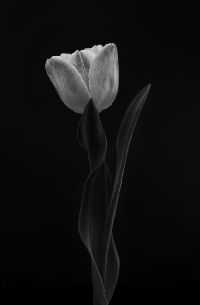 Tulip de Lotte Grønkjær