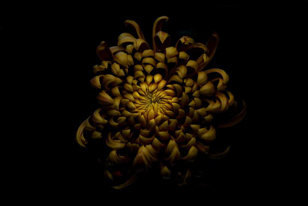 Chrysanthemum de Lotte Gronkjar