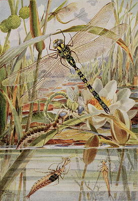 Dragonfly and Mayfly, illustration from 'Stories of Insect Life' by William J. Claxton, 1912 (colour de Louis Fairfax Muckley