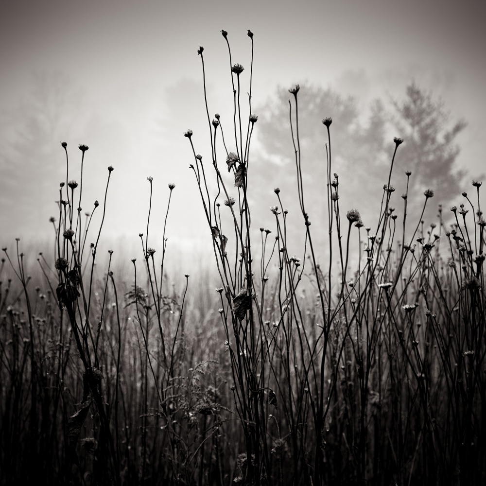 Meadow Plants 1 de Louis Wallach