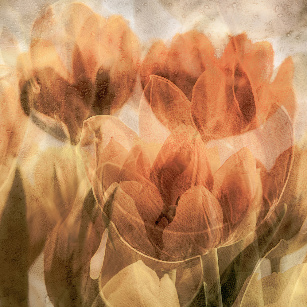 Tulips de Luc Vangindertael (laGrange)