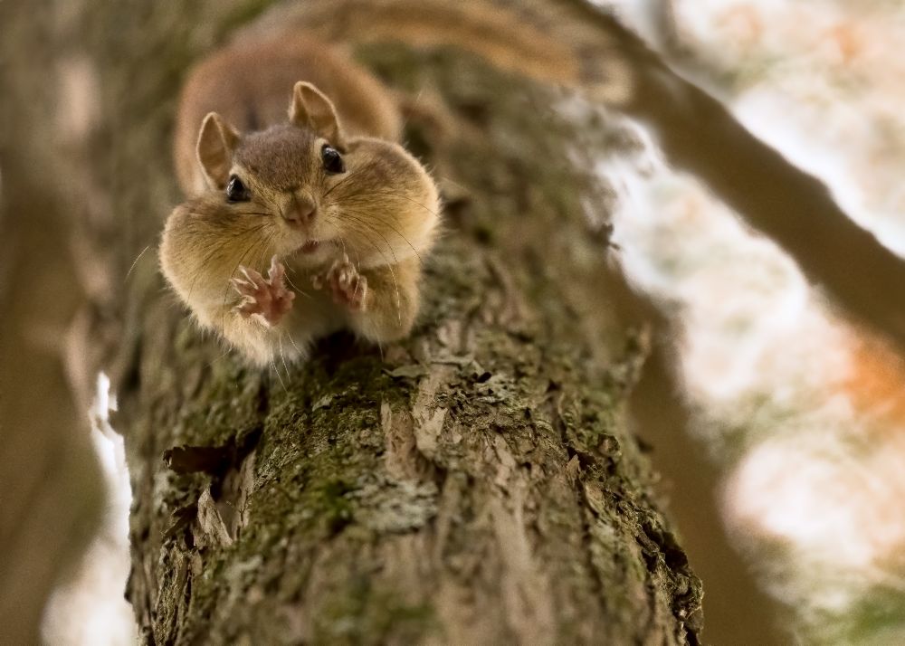 Dont you even try to grab my nuts! de Lucie Gagnon