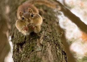 Dont you even try to grab my nuts!