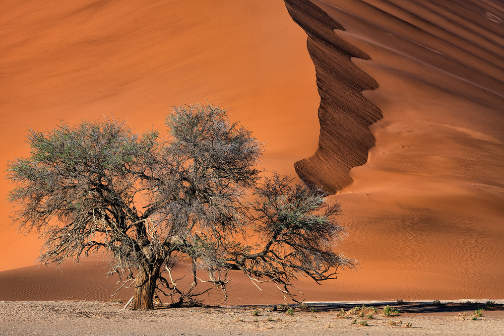 Acacia in the desert de Luigi Ruoppolo