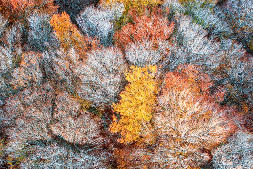 Autumn branches de Luigi Ruoppolo