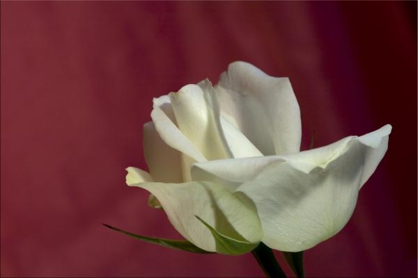 die weiße Rose de Luisa Anders