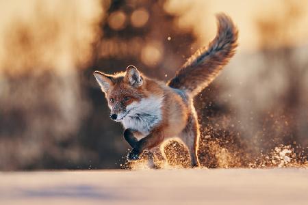 Snowy sunset with red fox