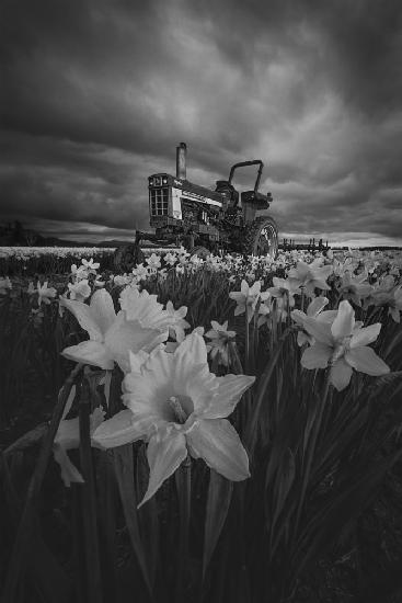 Tractor in Daffodils