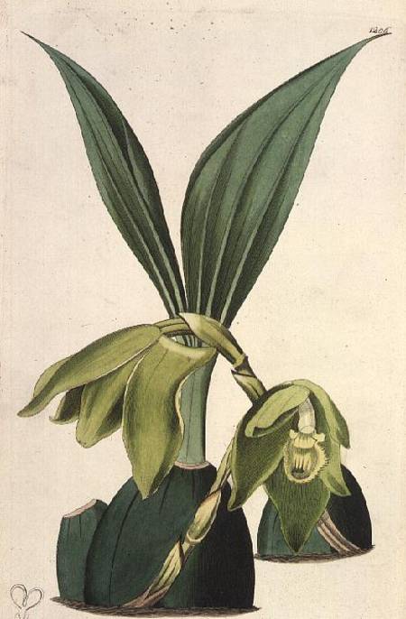 Orchid: Maxillaria ciliaris, by M. Hart (fl.1829), published by I. Ridgway de M. Hart