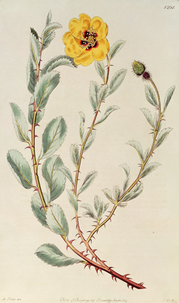 Rose: Persian from the Botanical Register de M. Hart