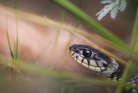 Encounter with a grass snake