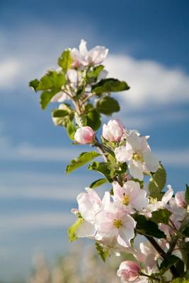 Kirschblüte de Maik Blume