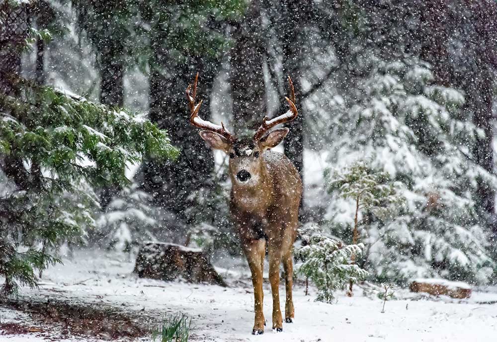 Snow Storm And The Buck Deer de Majestic Moments Photography