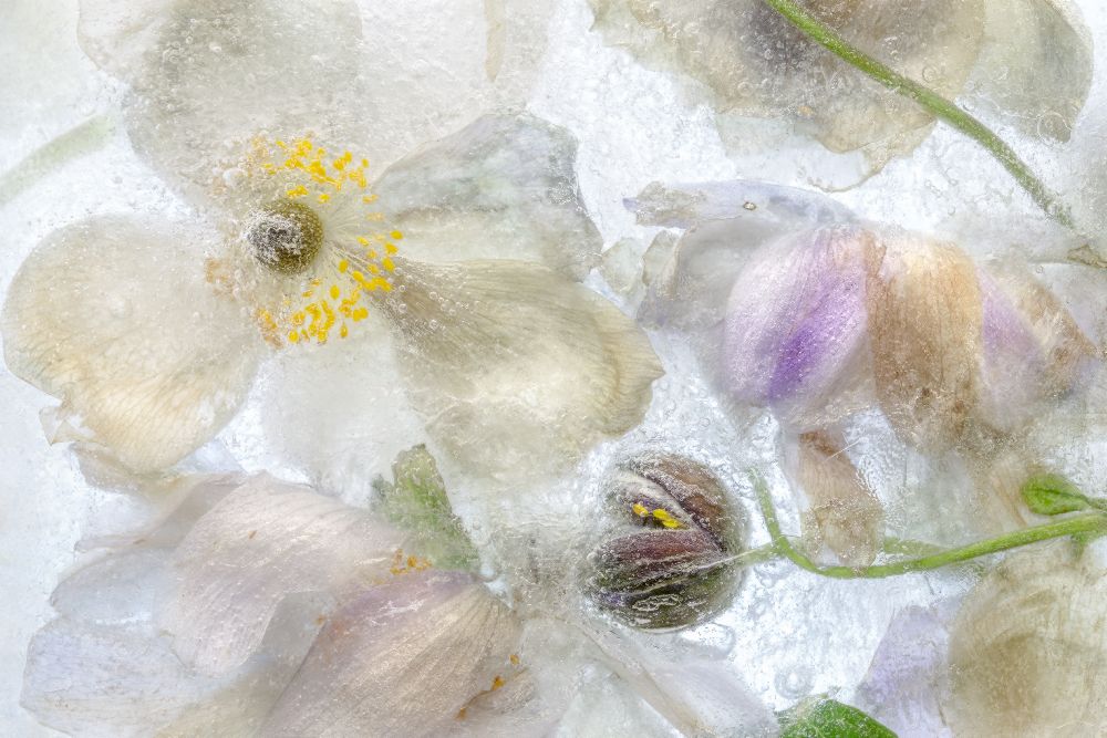 Anemone frost de Mandy Disher