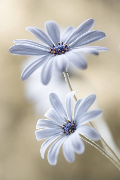 Cape daisies de Mandy Disher