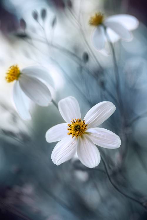 Cosmos de Mandy Disher