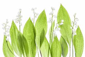 Lily of the valley